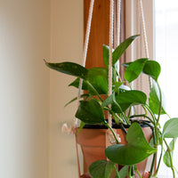 Leather Plant Hanger