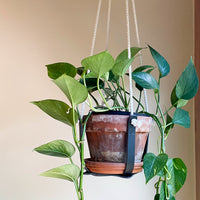 Leather Plant Hanger