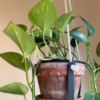 Leather Plant Hanger