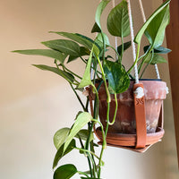 Leather Plant Hanger